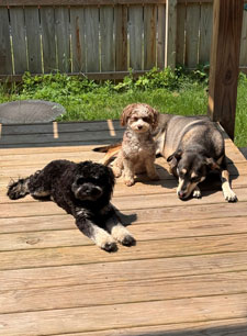 Dozer, Java & Snickers - Customer Service & Security